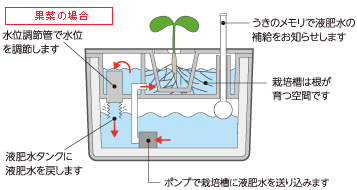 果菜の場合